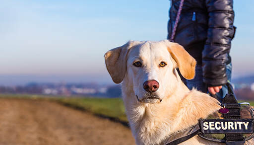 Business deductions for four-legged coworkers